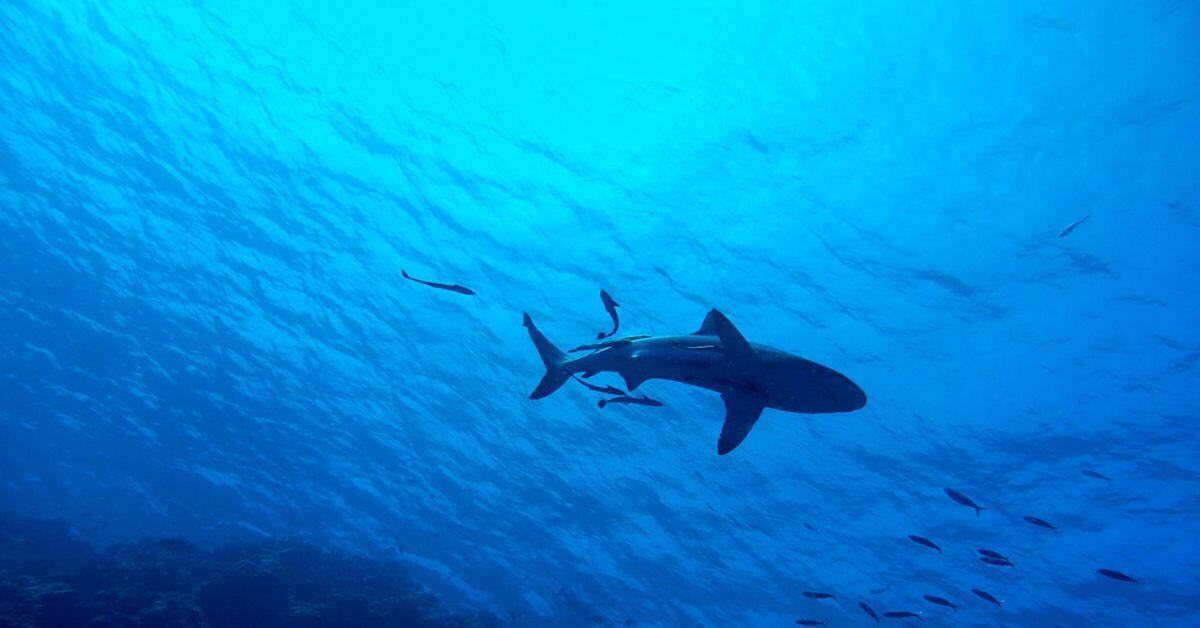 Dad Using Drone Spots Shark In Water Heading For Kids