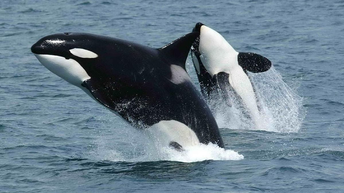 Watch Killer Whales Surround Woman Swim With Her Off Coast Of