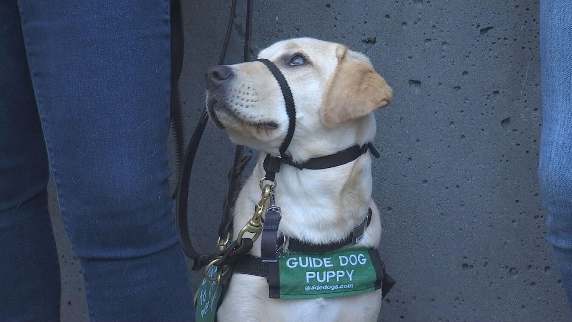 Seattle Seahawks sports pet supplies for dogs