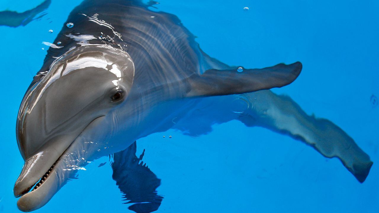 Ultimate Virtual Reality Experience - Clearwater Marine Aquarium