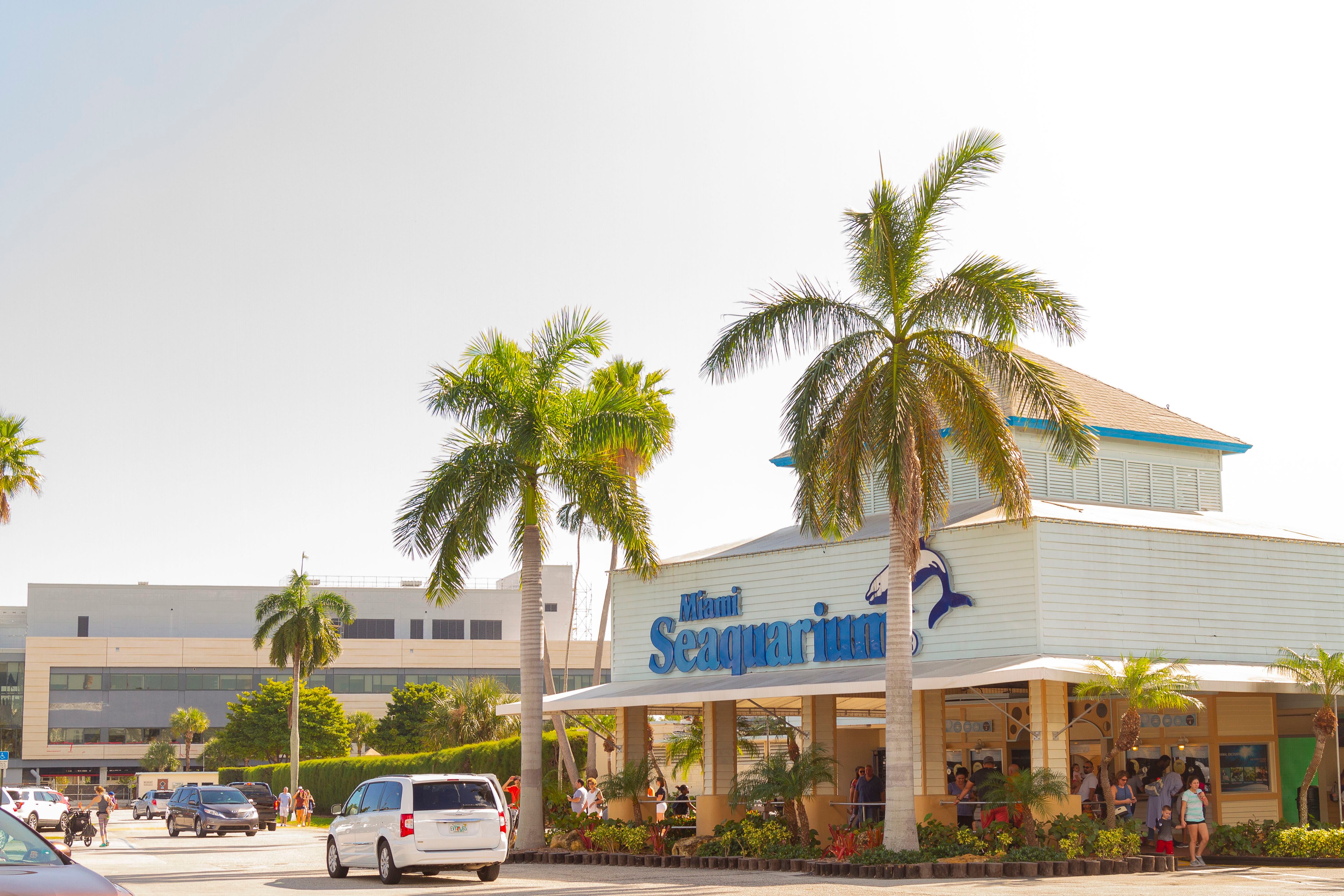 Video Shows Dolphin Attacking Trainer During Miami Seaquarium Show