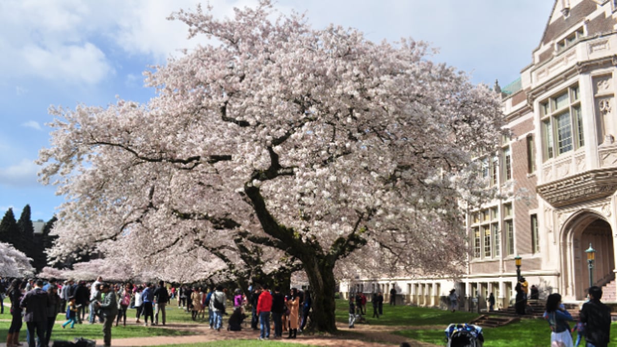 Uw Asking People To Avoid Visiting Campus To See Cherry Blossoms