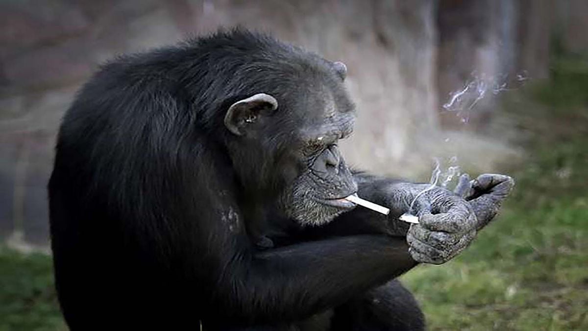 This chimpanzee smokes a pack of cigarettes every day