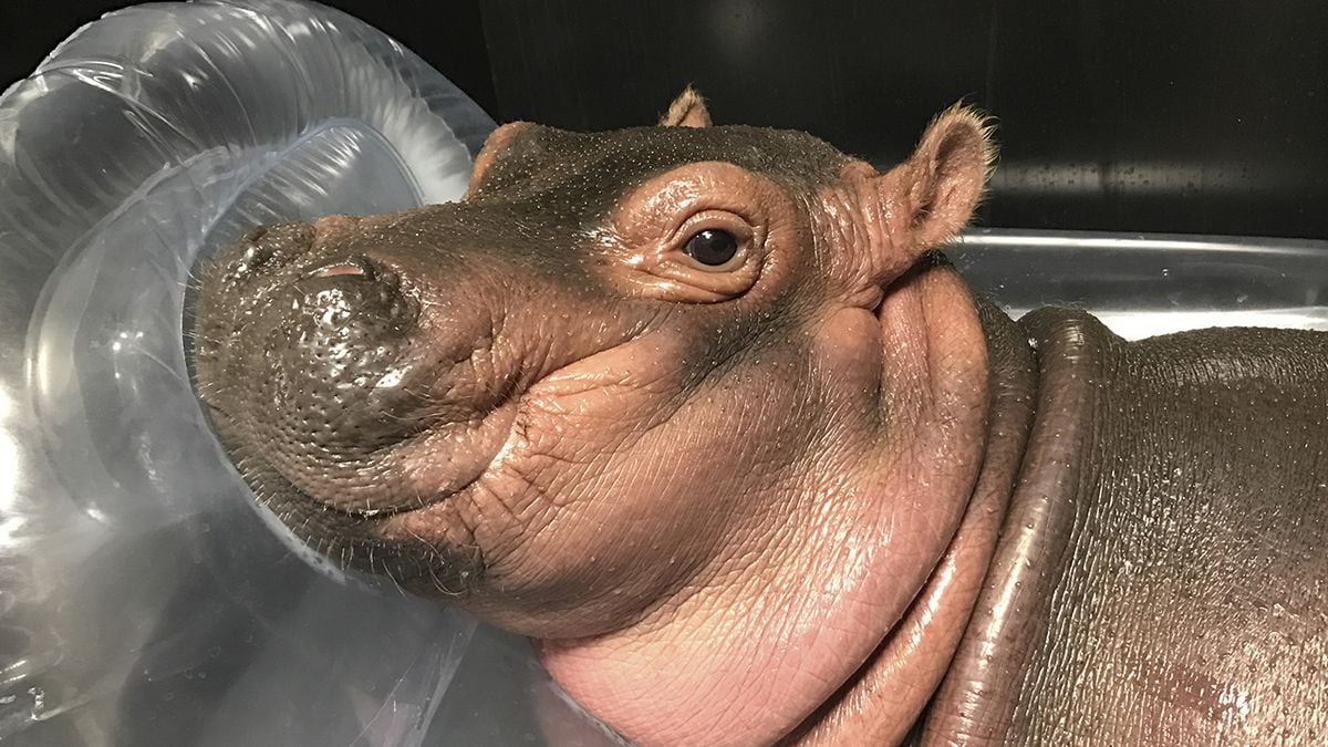 Fiona the hippo turns 3 months old