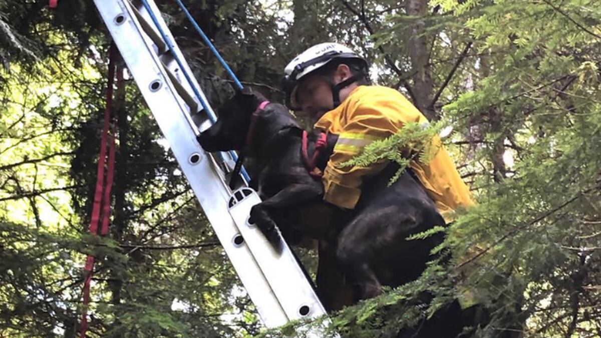 Firefighters Help Rescue Dog Found Stuck In Tree In Port Orchard