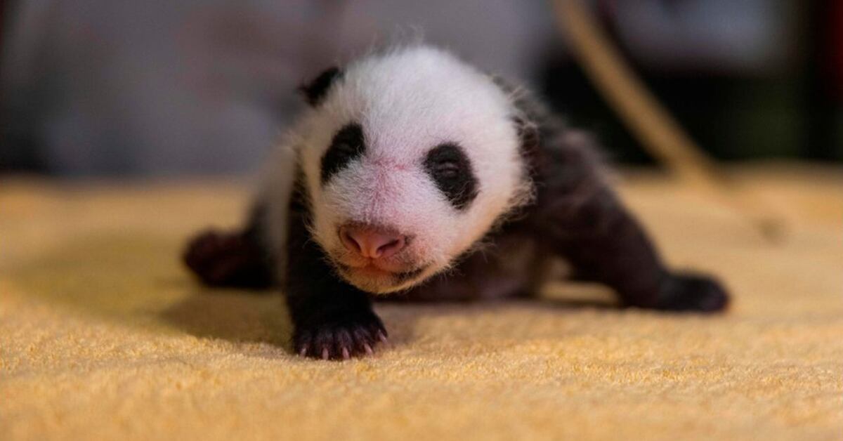 Watch Sleepy Baby Panda At National Zoo Warms Hearts In Adorable Viral Video