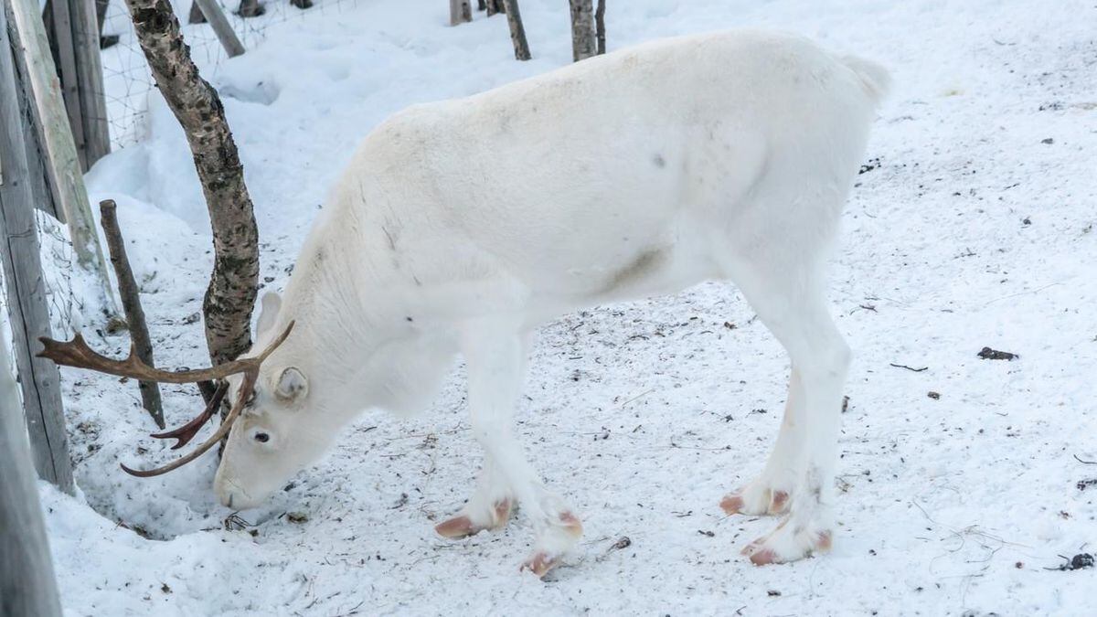 white reindeer teddy