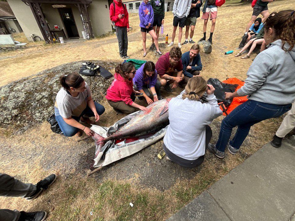 Mystery of 200-pound bluefin tuna washed up on Orcas Island