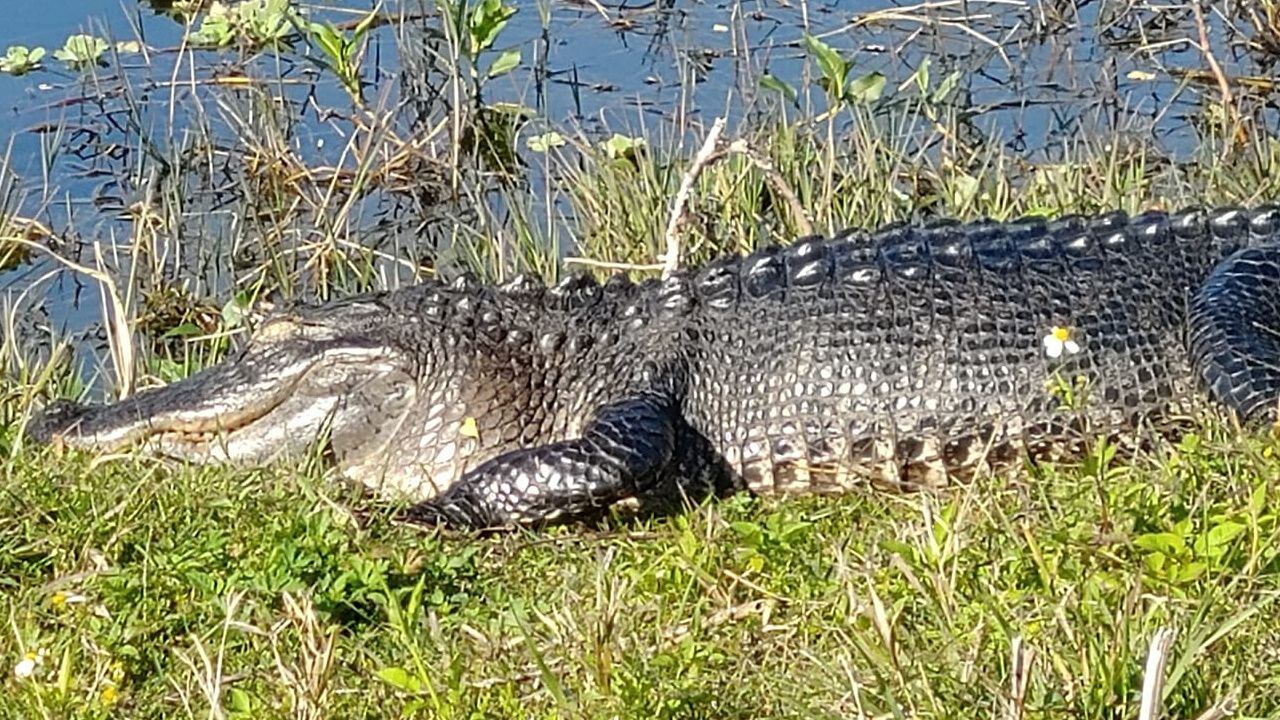 Wildlife officers make disturbing discovery after autopsying 17-foot  crocodile: ' Ultimately leading to death