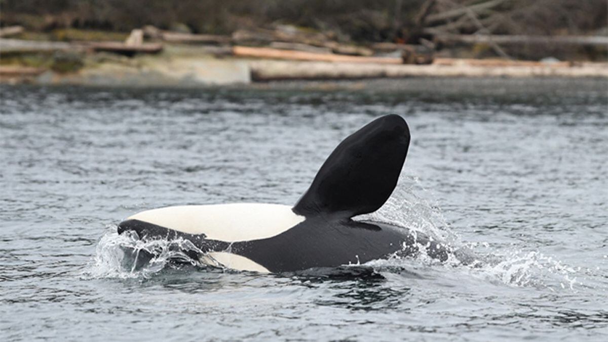 Newest Puget Sound orca calf continues to survive