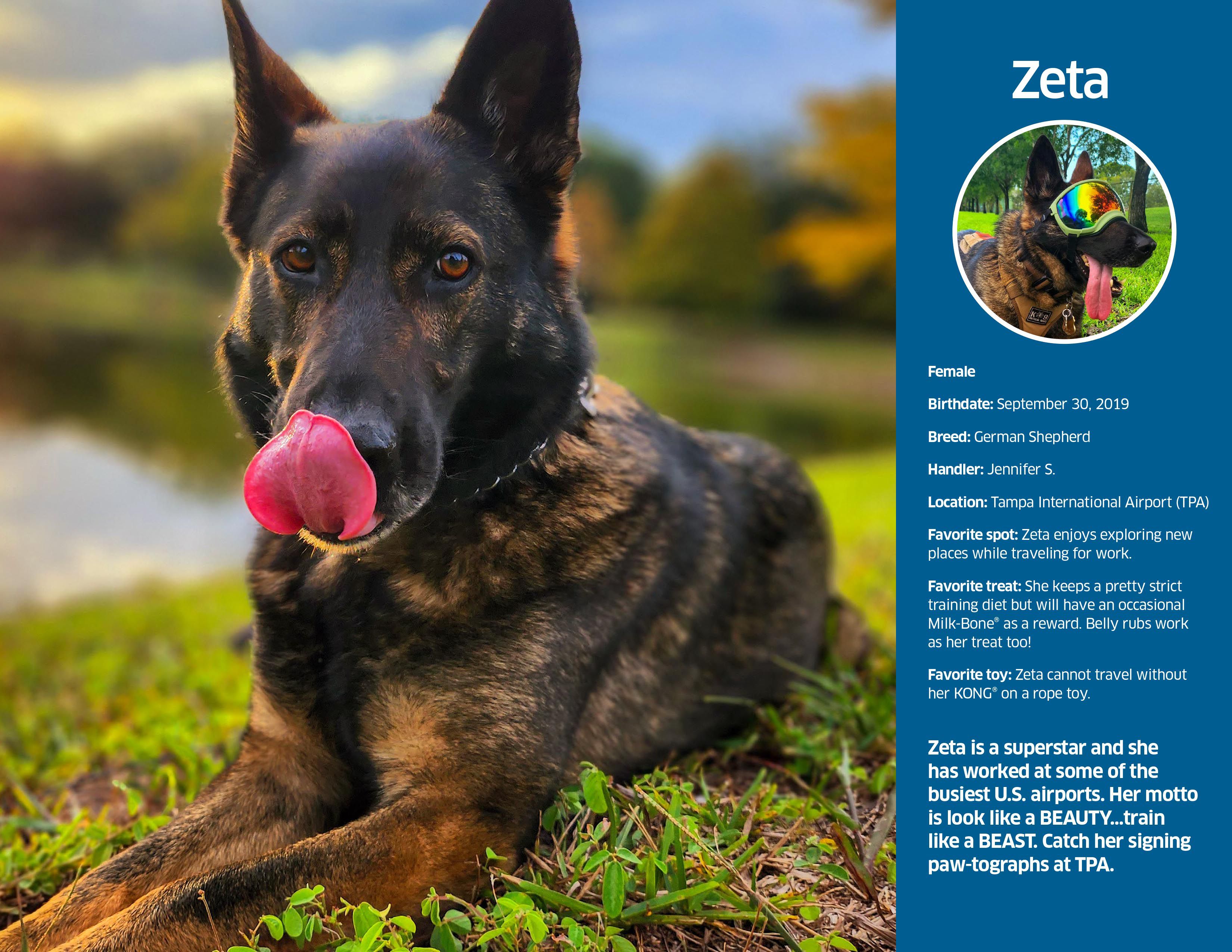 Good dogs: TSA releases 2024 canine calendar – KIRO 7 News Seattle