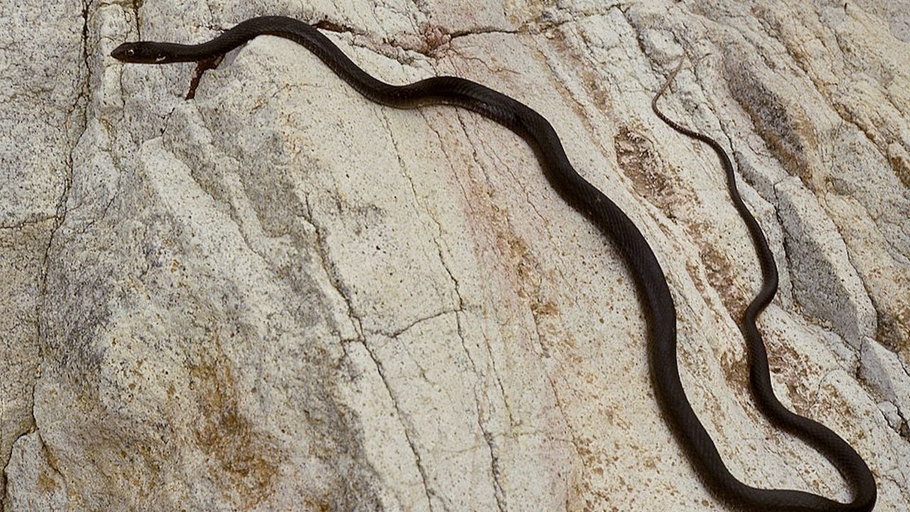 Snake found in toilet safely removed by police, Trending