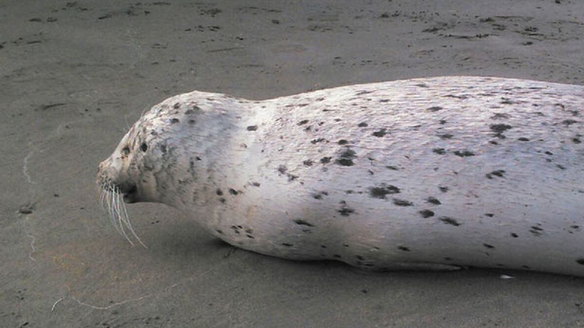 Great white shark near Washington coast eats seal