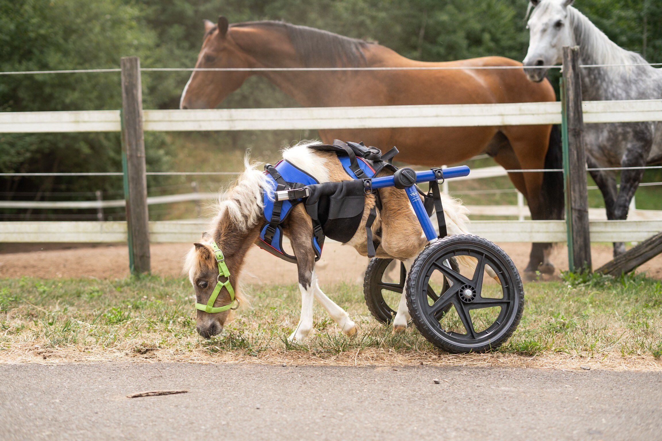 New wheelchair offers disabled miniature horse mobility – KIRO 7 News  Seattle