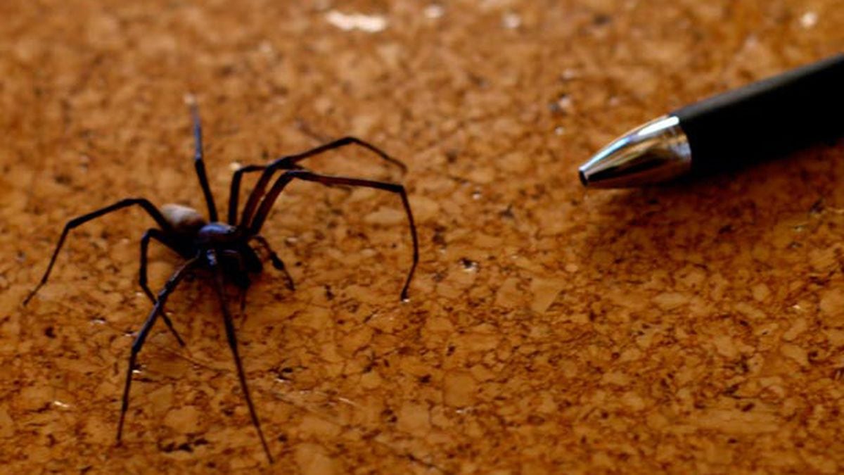 It S Northwest Spider Season What You Can Do Around Your Home