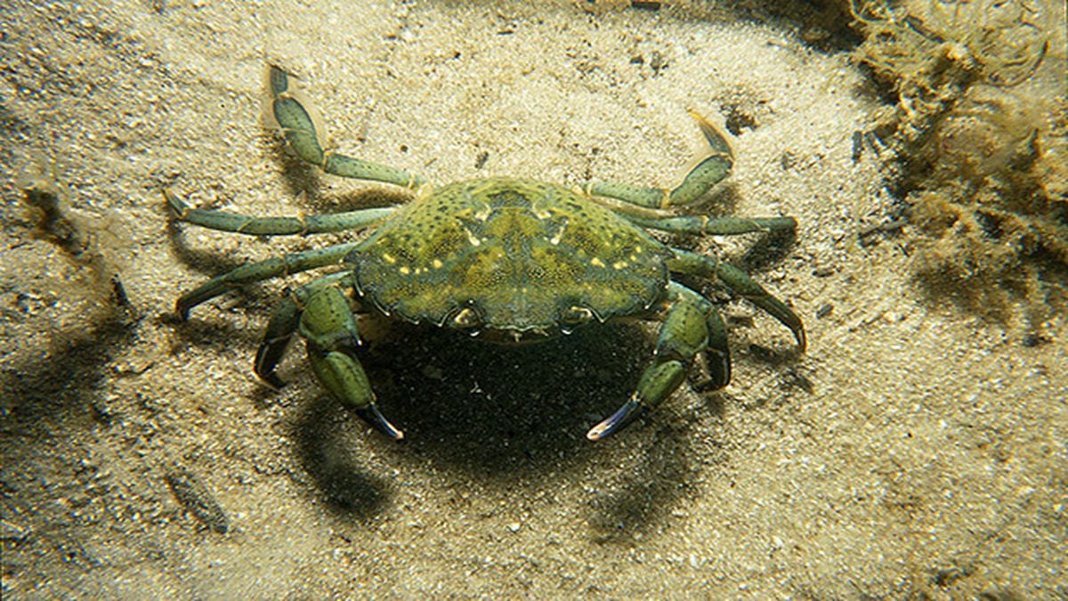 invasive-green-crabs-found-in-puget-sound