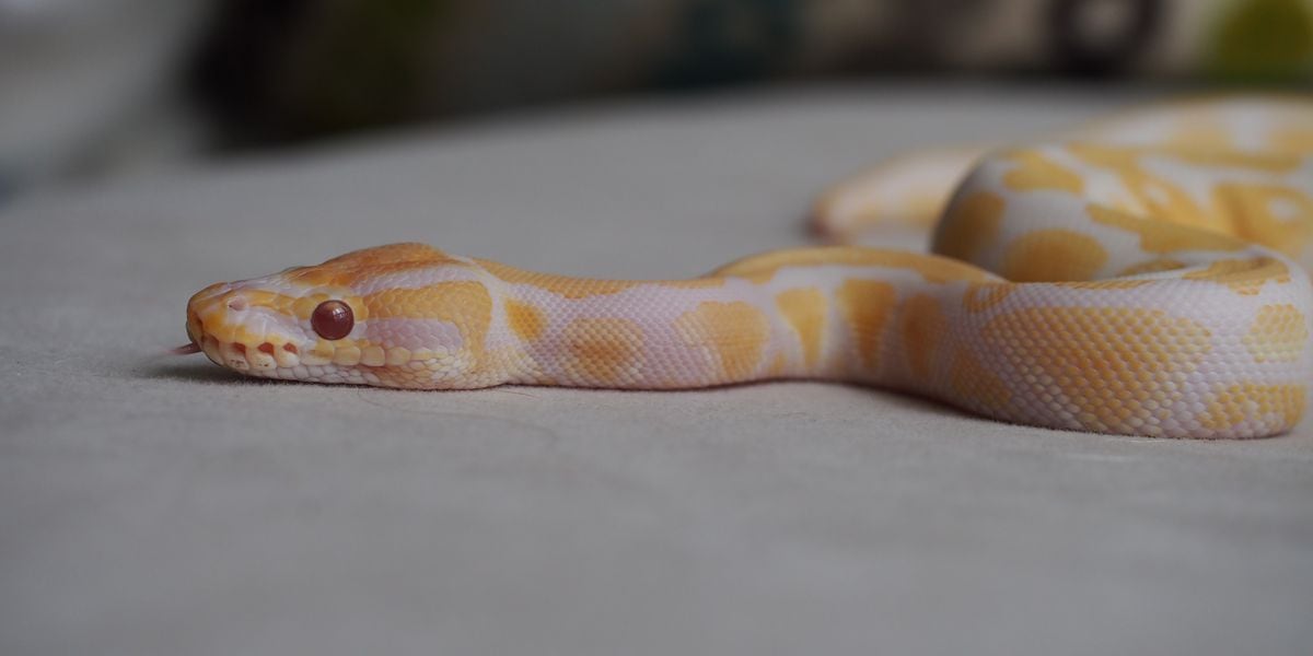 Python Falls From Ceiling At Tacoma Hospital