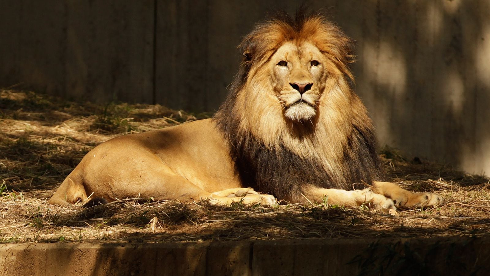 Lion  Smithsonian's National Zoo