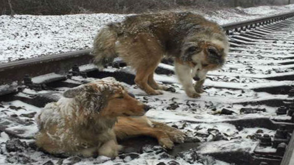 watch-ukrainian-dog-stays-by-injured-sister-protects-her-on-tracks-as