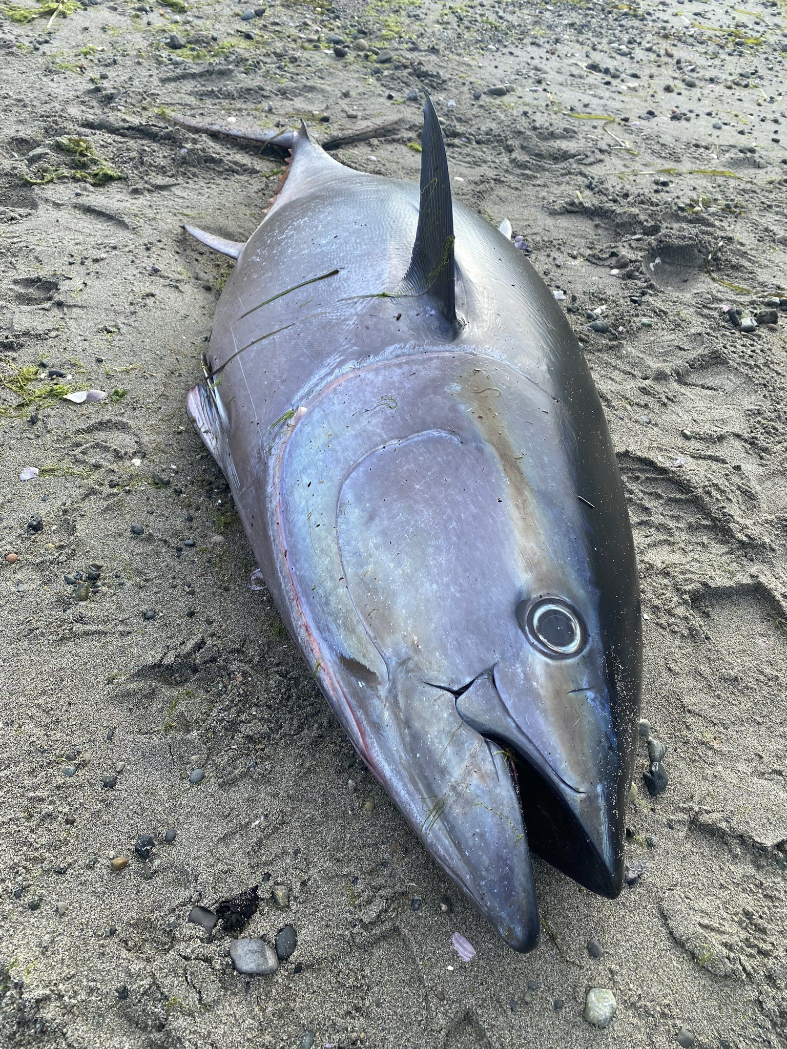 Mystery of 200-pound bluefin tuna washed up on Orcas Island finally