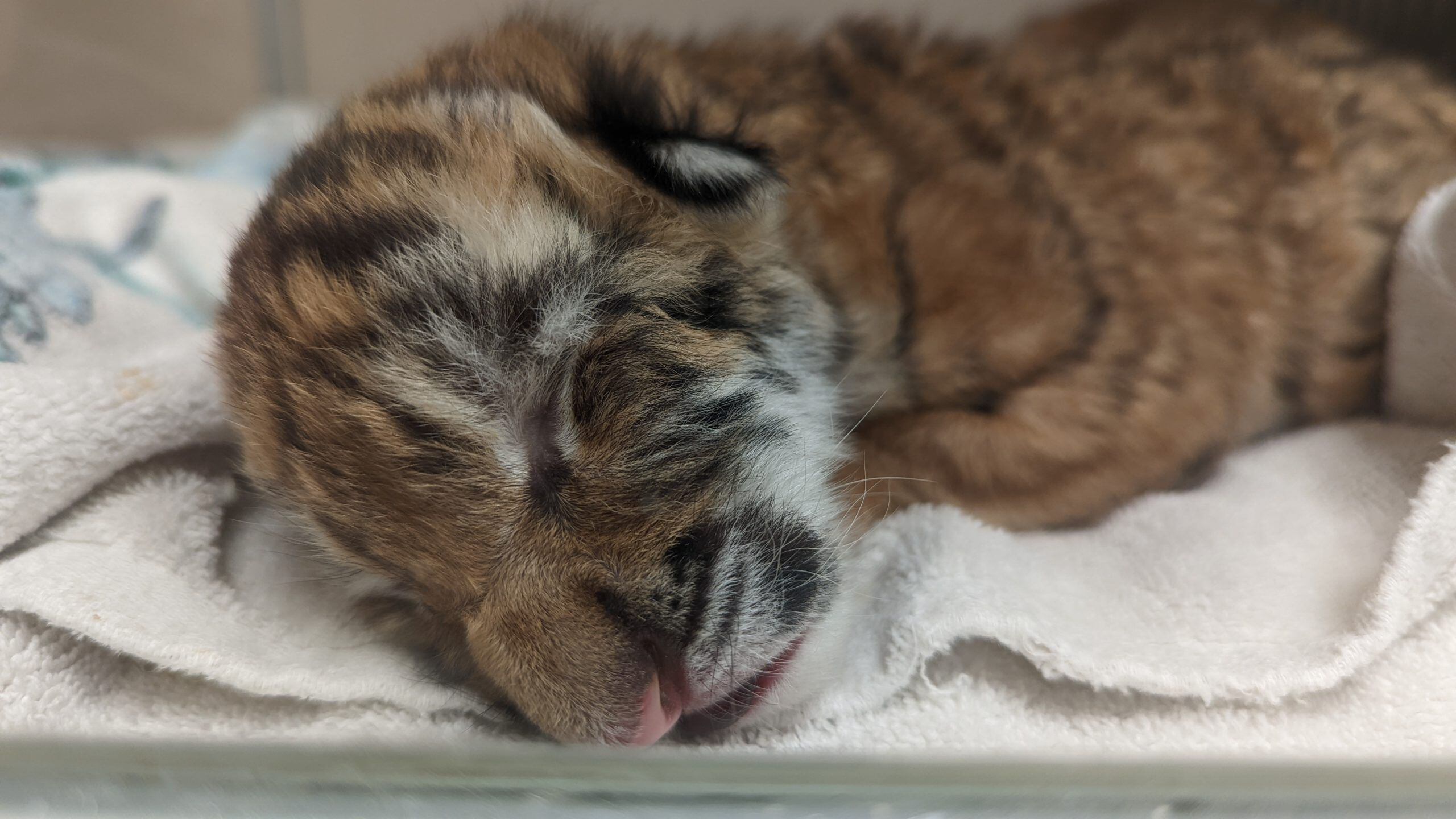Rare tiger twins being hand-raised at Pittsburgh zoo – East Bay Times