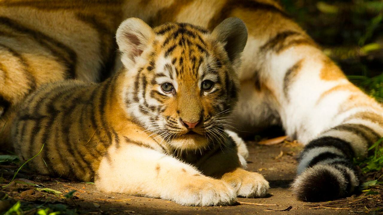 CUTE: Zoo welcomes litter of tiger cubs born on Mother's Day