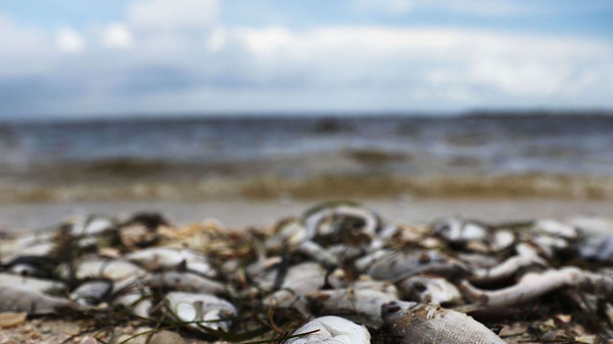 toxic red tide florida