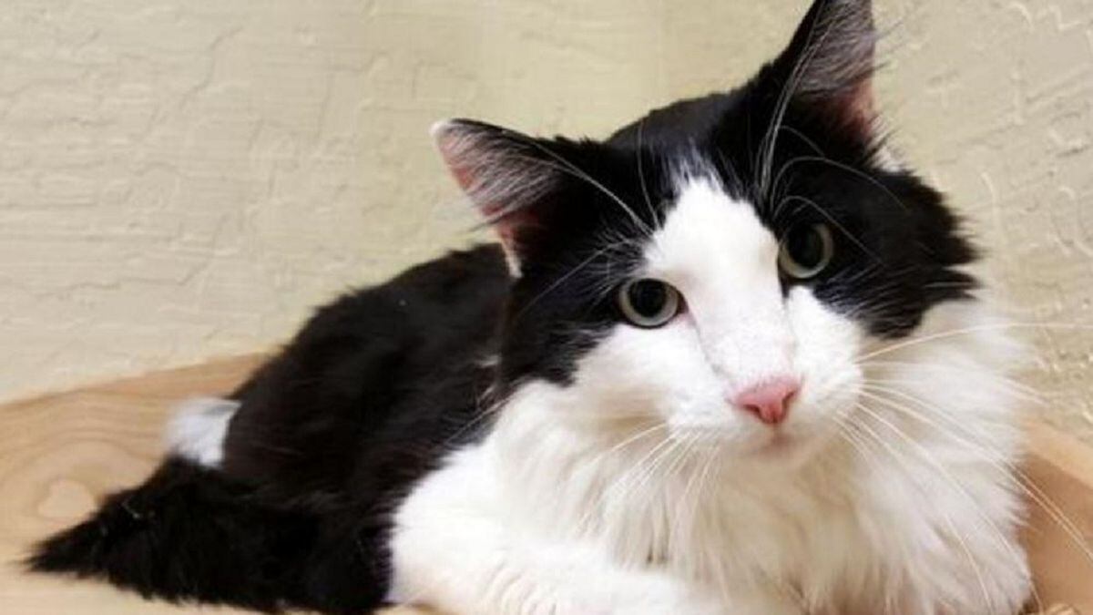 Gnocchi the cat, a big bully who likes to chomp, seeks brave adopter