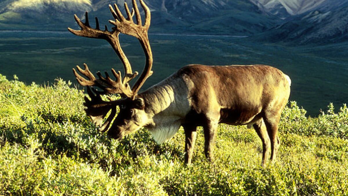 Mountain caribou in lower 48 states being sent to Canada