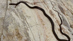 WATCH: Catalina Foothills woman finds snake in her toilet