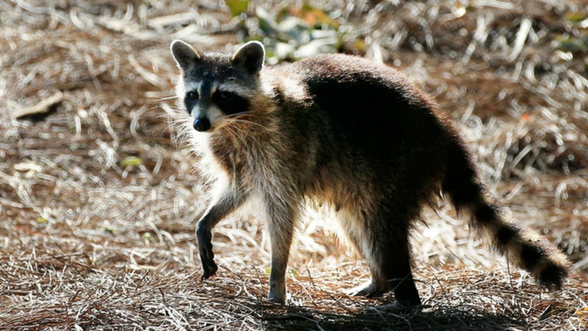 Pet raccoon can't go home, Washington state judge rules